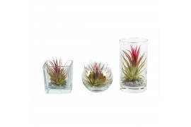 Tillandsia arrangement Tillandsia glas BVL mix 1 pp