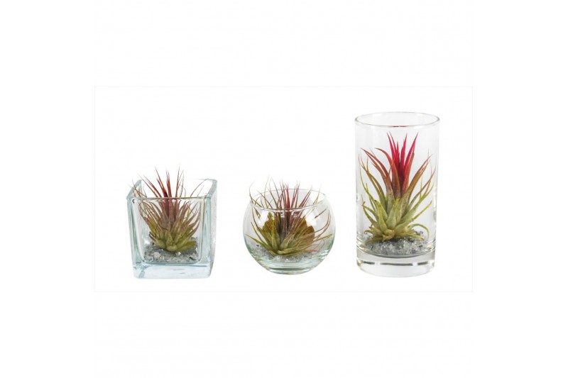 Tillandsia arrangement Tillandsia glas BVL mix 1 pp 