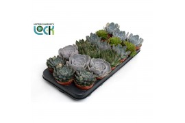 Echeveria zonder bloem Echeveria Mix