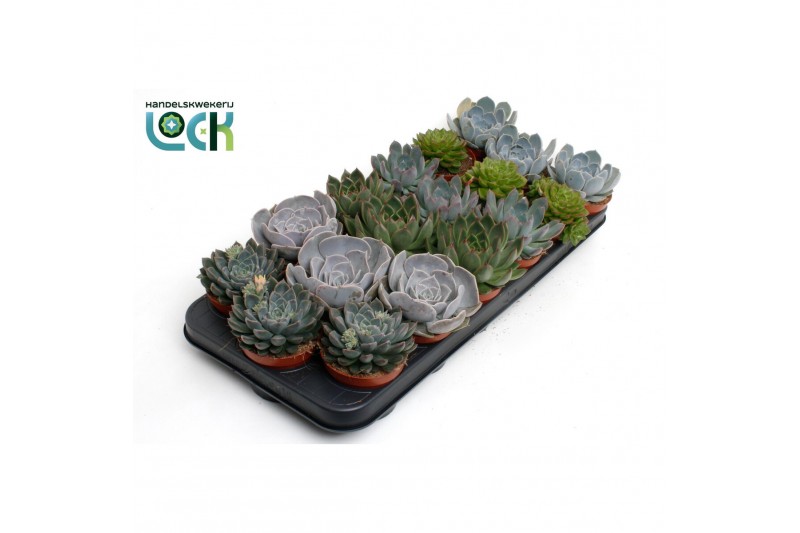 Echeveria zonder bloem Echeveria Mix 
