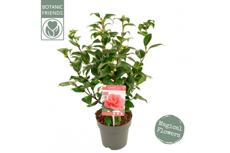 Camellia mary williams Camellia ret. Mary Williams Premium 15 bl. 