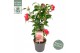 Camellia mary williams Camellia ret. Mary Williams Premium 15 bl. 