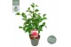 Camellia mary williams Camellia ret. Mary Williams Premium 15 bl. 