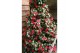 Camellia mary williams Camellia ret. Mary Williams Premium 15 bl. 