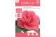 Camellia mary williams Camellia ret. Mary Williams Premium 15 bl. 