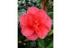 Camellia japonica Camellia jap. Mary Williams Premium 25 bl. 
