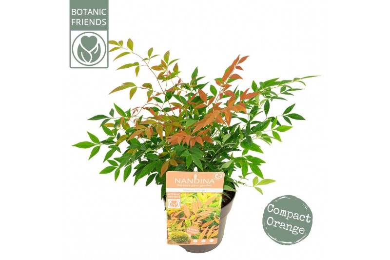 Nandina domestica Nandina dom. Magical Sunrise 