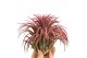 Tillandsia Tillandsia ionantha rood xxxl 1 bl. 