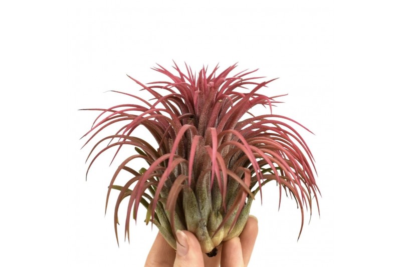 Tillandsia Tillandsia ionantha rood xxxl 1 bl. 