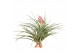 Tillandsia tillandsia silver met bloem 1 bl. 