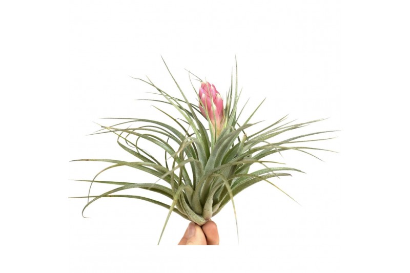 Tillandsia tillandsia silver met bloem 1 bl. 