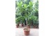 Ficus lyrata Ficus lyrata 1 pp 