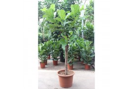Ficus lyrata Ficus lyrata 1 pp