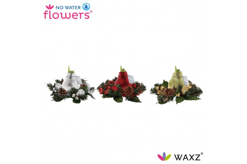 Hippeastrum gewaxt No Water Flowers Waxz® Christmas Wreath 2 tak/plnt 