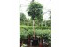 Ficus binnendijkii amstel king Ficus Amstel King 1 pp 