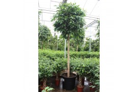 Ficus binnendijkii amstel king Ficus Amstel King 1 pp