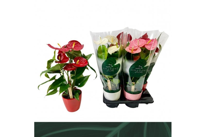 Anthurium andr. mix 4 kleuren Anthurium mix keramiek 14cm 5 bl. 