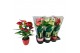 Anthurium andr. mix 4 kleuren Anthurium mix keramiek 14cm 5 bl. 