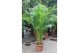 Dypsis lutescens Dypsis lutescens (Areca) 20 pp 
