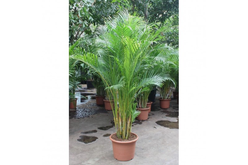 Dypsis lutescens Dypsis lutescens (Areca) 20 pp 