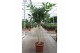 Ficus benghalensis Ficus Benghalensis 1 pp 