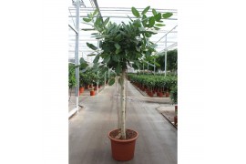 Ficus benghalensis Ficus Benghalensis 1 pp