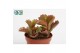 Succulenten Kalanchoë Pinatum 3 pp 