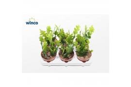 Epiphyllum anguliger Epiphyllum Anguliger 3 pp