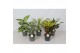 Kamerplanten mix Groen mix (Dieff, Cod. Petra, Drac.) 1 pp 