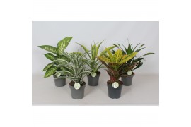 Kamerplanten mix Groen mix (Dieff, Cod. Petra, Drac.) 1 pp