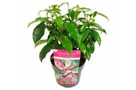 Magnolia Magnolia figo Stellar Ruby 1 tak/plnt