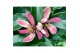 Magnolia Magnolia figo Stellar Ruby 1 tak/plnt 
