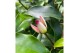 Magnolia Magnolia figo Stellar Ruby 1 tak/plnt 