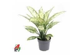 Dieffenbachia vesuvius Dieffenbachia Vesuvius P19 3 pp