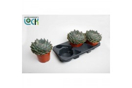 Echeveria Echeveria Pelisuda1 bl.