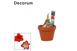 Hippeastrum Amaryllis Mix 2 Knop Terracotta Steen OP (Decorum)2 tak/pl