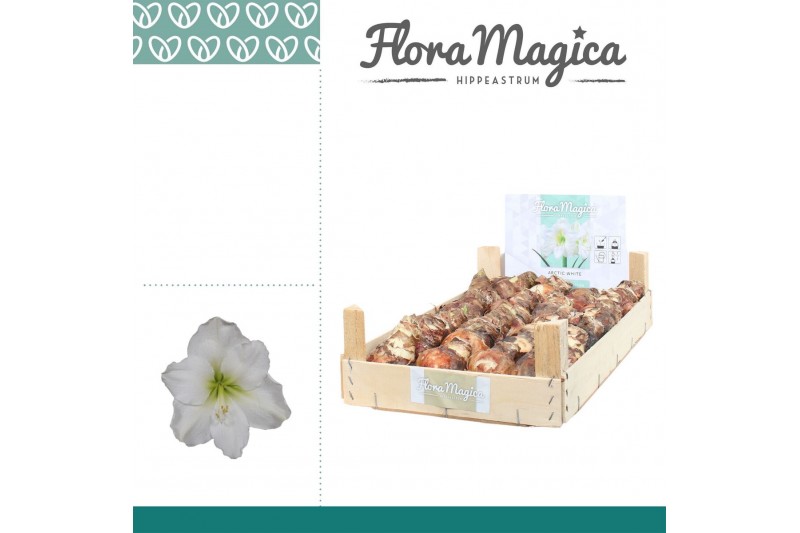 Bollen droog hippeastrum Amaryllis 22/24 Bulb Wit in Wooden Crate 