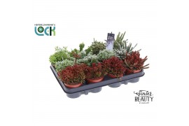 Rhipsalis mix Winterbeauty Rhipsalis Glitter & Snow mix