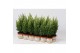 Chamaecyparis laws. snow white Chamaecyparis lawsoniana Snow White 