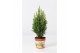 Chamaecyparis laws. snow white Chamaecyparis lawsoniana Snow White 