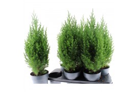 Juniperus chinensis stricta