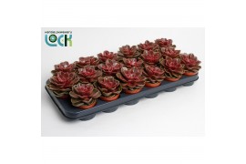 Echeveria zonder bloem Echeveria Magic Red