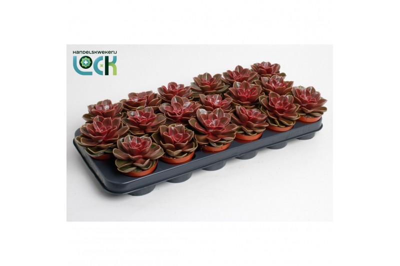 Echeveria zonder bloem Echeveria Magic Red 