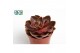 Echeveria zonder bloem Echeveria Magic Red 