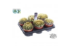 Succulenten mix Winterbeauty succulenten mix gold