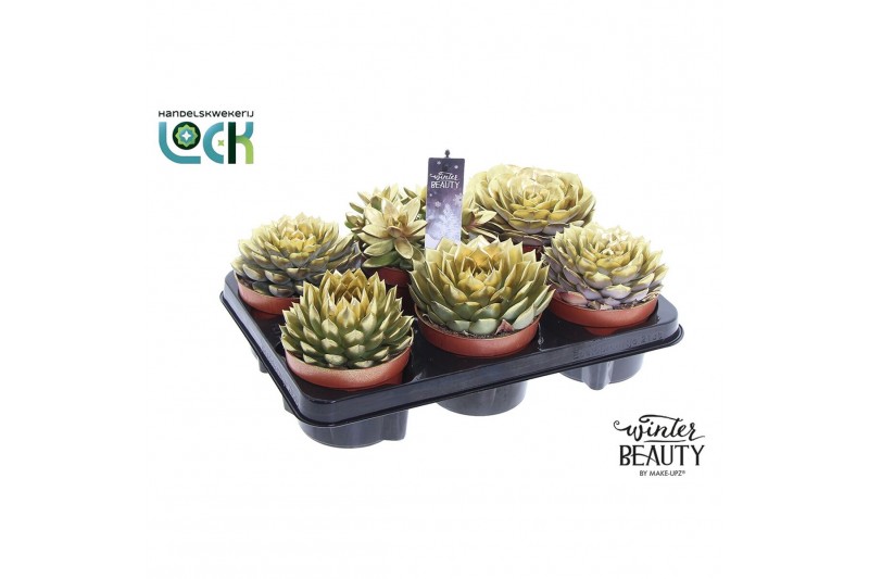 Succulenten mix Winterbeauty succulenten mix gold Succulenten mix Winterbeauty succulenten mix gold