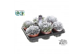 Succulenten mix Winterbeauty succulenten mix Silver