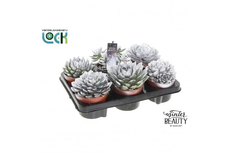 Succulenten mix Winterbeauty succulenten mix Silver Succulenten mix Winterbeauty succulenten mix Silver