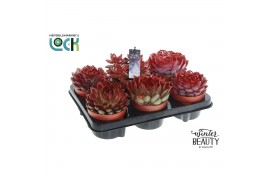 Succulenten mix Winterbeauty succulenten mix Red