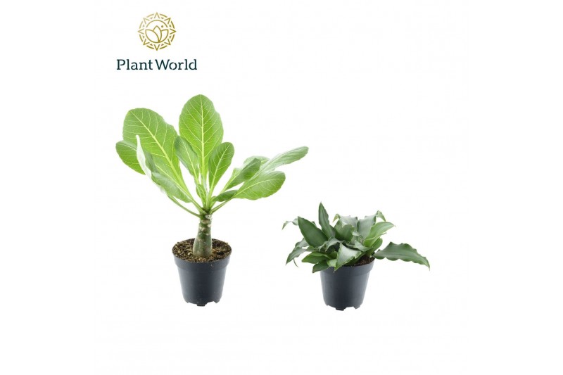 Kamerplanten mix groen New York Mix 6 pp 